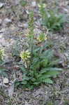 Lousewort